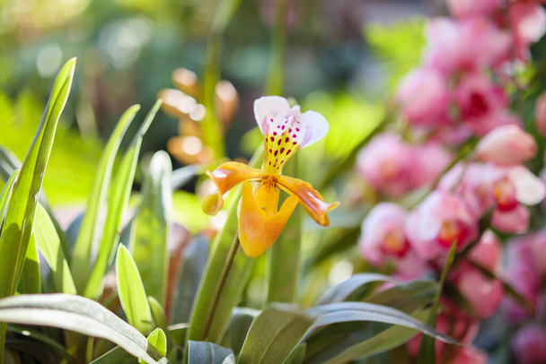 Hermosa flor de orquídea Paphiopedilum floreciendo en el fondo floral del jardín - Foto, imagen