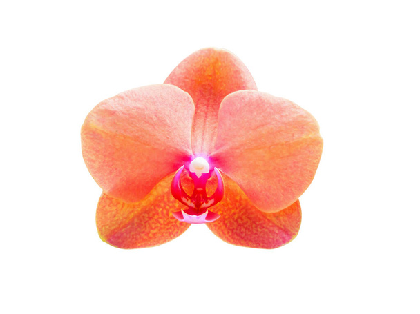 Gyönyörű phalaenopsis orchidea virág elszigetelt fehér háttér - Fotó, kép