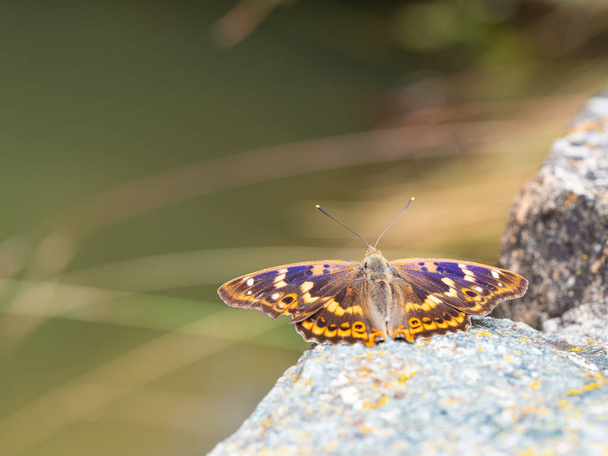 Kleine paarse keizervlinder (Apatura ilia) met open vleugels, zittend op steen - Foto, afbeelding