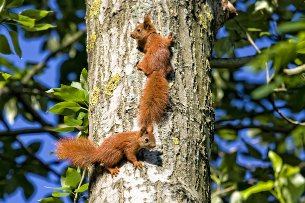 rode eekhoorns in het bos - Foto, afbeelding