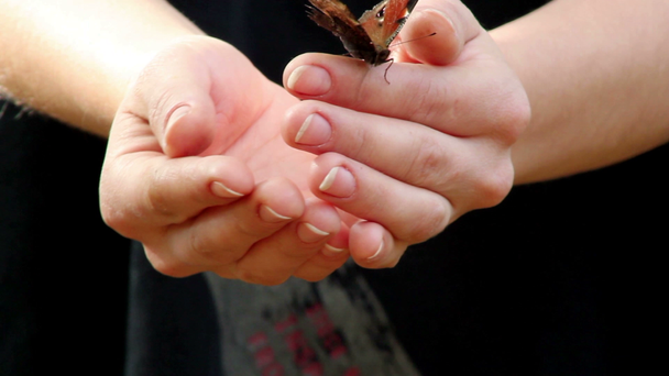 Halten Sie den lebenden Schmetterling an der Hand - Filmmaterial, Video