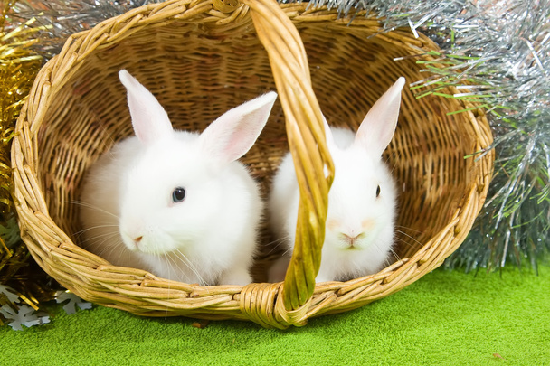Rabbits in basket - Фото, зображення