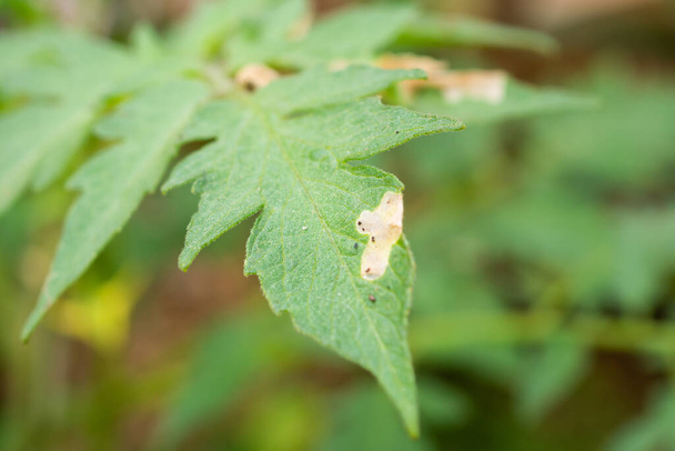 Tomatoes plant with disease on leaves in vegetable garden - Photo, Image