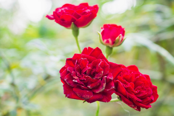 Bellissime rose rosse fiore in giardino - Foto, immagini