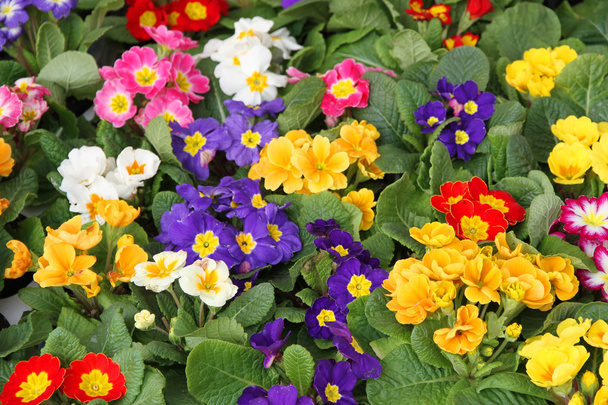 pots of flowering in primula spring in wholesale 1 - Photo, Image
