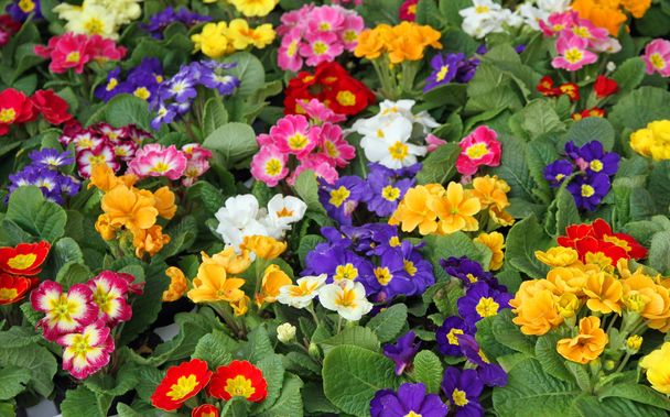 viele Blumen Primeln Frühling im Großhandel 2 - Foto, Bild
