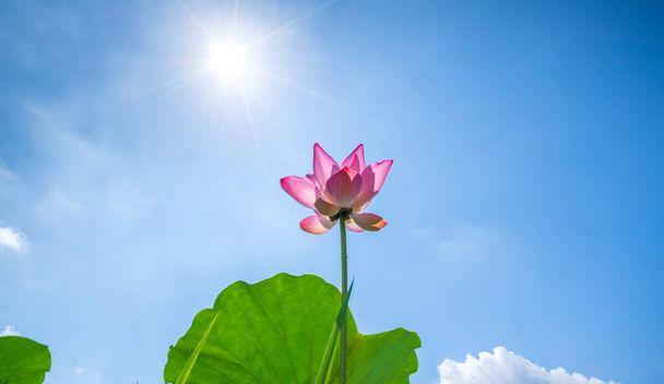Lotus flowers bloom in the sun on summer mornings. Buddhist flowers, bright and pure - Photo, Image