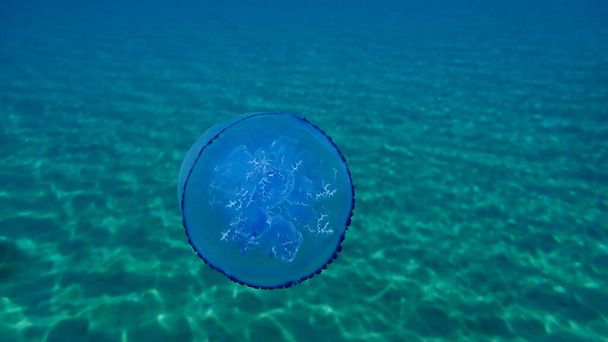 Medusas de barril (Rhizostoma pulmo), medusas con tapa de cubo de basura o medusas con boca de volante bajo el mar, Mar Egeo, Grecia, Halkidiki - Foto, imagen