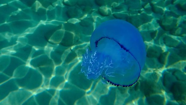 Hordós medúza (Rhizostoma pulmo), szemetes medúza vagy fodros szájú medúza a tenger alatt, Égei-tenger, Görögország, Halkidiki - Fotó, kép