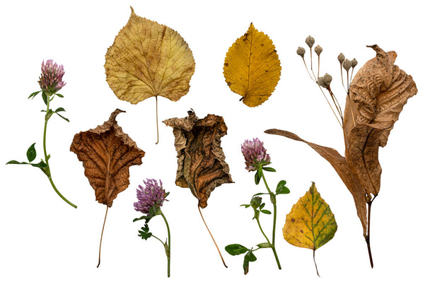 Conjunto de regalos de la naturaleza del bosque de otoño. Hojas de lindel secas y amarillas y vainas de semillas, flores de trébol. Aislado sobre fondo blanco. - Foto, imagen