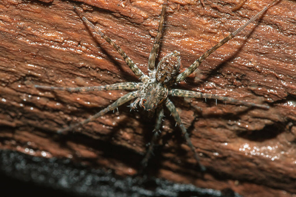 Spider, Lycosidae Sulla roccia, i ragni lupo sono membri della famiglia Lycosidae. - Foto, immagini