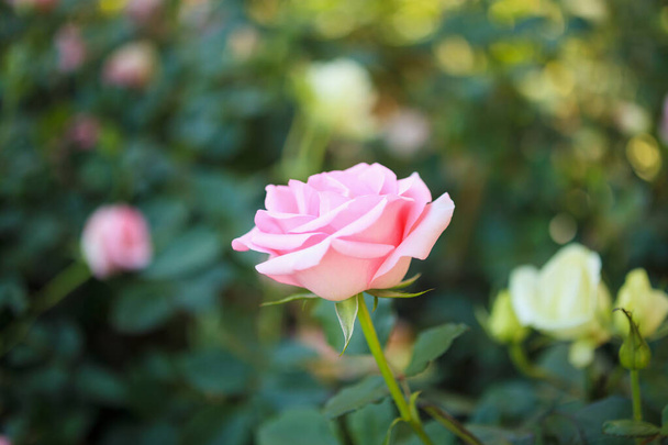 Beautiful colorful pink roses flower in the garden - Foto, imagen