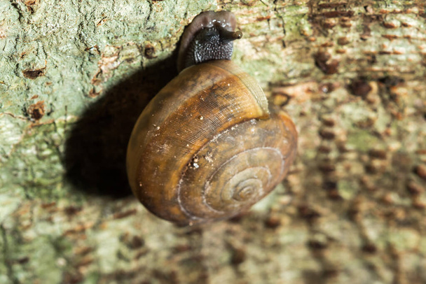 A snail is climbing up a tree, snails are classified as invertebrates. Phylum molluscum It is an ancient animal that originated in the middle of the Carboniferous period. - Photo, Image