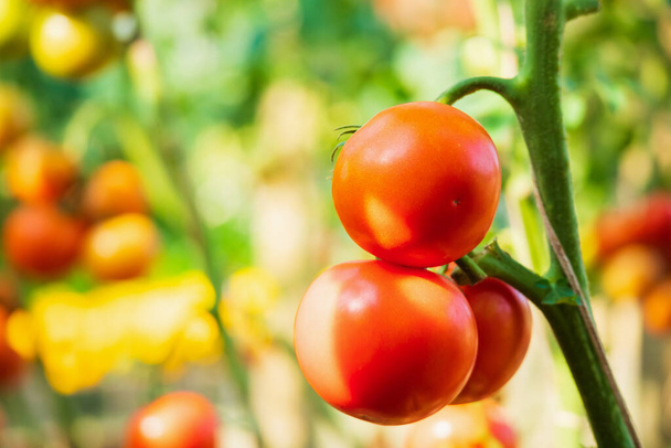 Verse rode rijpe tomaten opknoping op de wijnstok plant groeien in biologische tuin - Foto, afbeelding