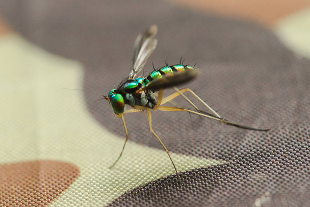 Dolichopodidae(長い足のハエ)は、小さな緑の体、金属、成虫捕食者と葉や草の中に住んでいます。他の小さな昆虫を食べる - 写真・画像