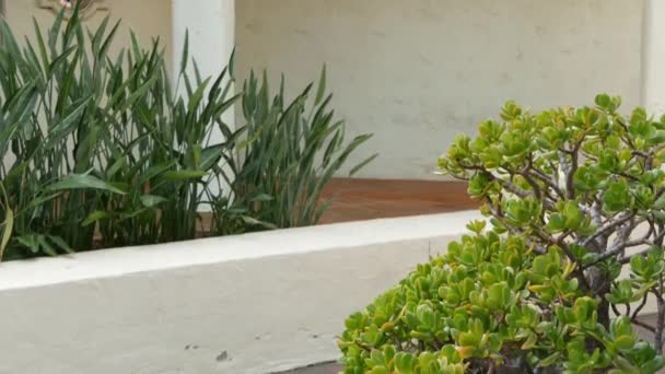 Mediterrán rusztikus épület, üres mellékutca. Zöld kert természetes zöldellő spanyol gyarmati stílusú külvárosban. Örökzöld zamatos növények a fehér vidéki ház közelében. Mexikói vidéki esztétika - Felvétel, videó