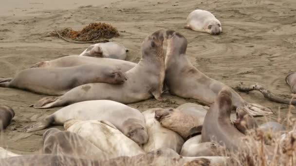 Simpatiche foche elefante pigre sulla spiaggia sabbiosa dell'oceano Pacifico a San Simeon, California, USA. Grasso imbarazzante mirounga leoni marini senza orecchie con insolita proboscide ruggente. Alpha maschio giocoso comportamento riproduttivo - Filmati, video