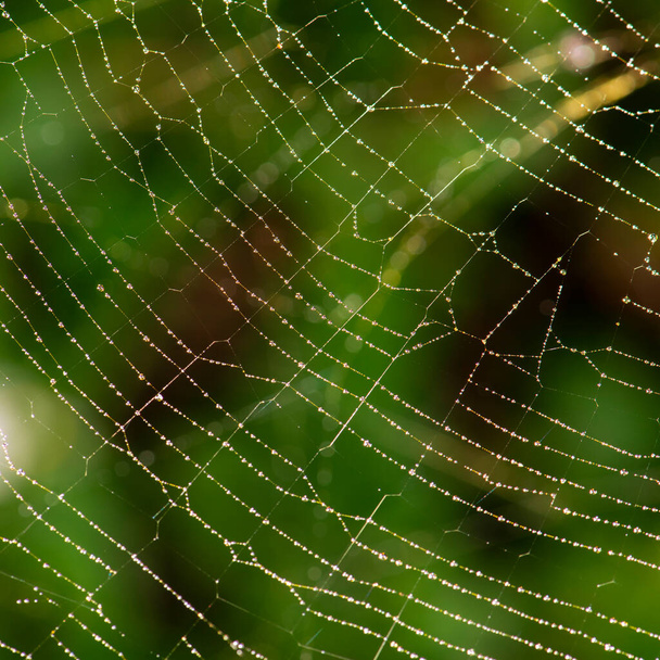 Su damlacıklarıyla örümceğin fotoğrafı, tüyler ürpertici bir arka plan.. - Fotoğraf, Görsel
