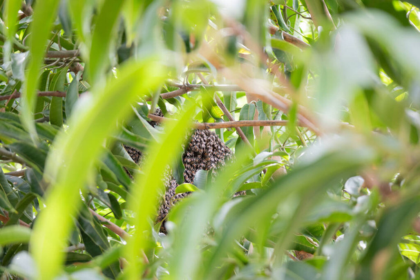 peine de abeja silvestre grande en rama de árbol - Foto, imagen