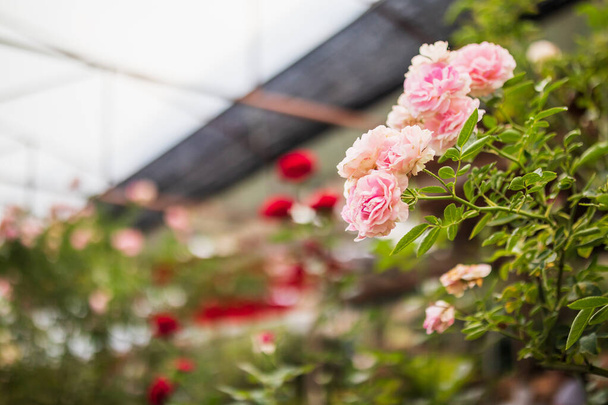 Όμορφο πολύχρωμο ροζ τριαντάφυλλο λουλούδι στον κήπο - Φωτογραφία, εικόνα