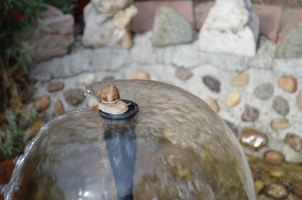 Zahradní šnek vylezl na sloup na fontáně na vrcholu postřikovače a vychutnával si studenou vodu za teplého slunečného dne - Fotografie, Obrázek