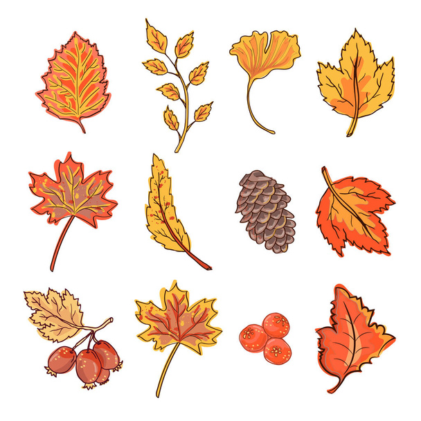 Jesienny, sezonowy zestaw suchych liści, izolowany na białym tle. Spadające liście kliparty. - Wektor, obraz