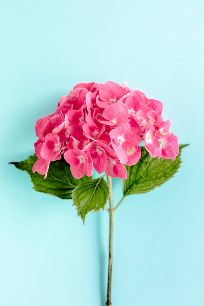 Pink hydrangea flower on the blue background. Flat lay, top view  - 写真・画像