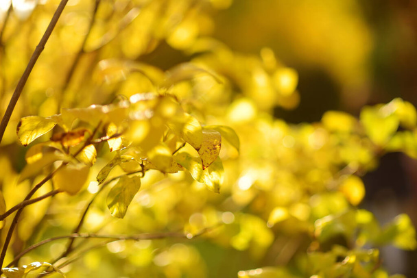 Όμορφα χρυσά φύλλα σε ένα κλαδί δέντρου σε φωτεινή φθινοπωρινή μέρα - Φωτογραφία, εικόνα