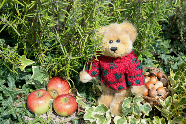 Teddy bear in a red sweater is standing between vegetation, some apples and basket with hazelnuts. Outdoor, sunlight. - Foto, imagen