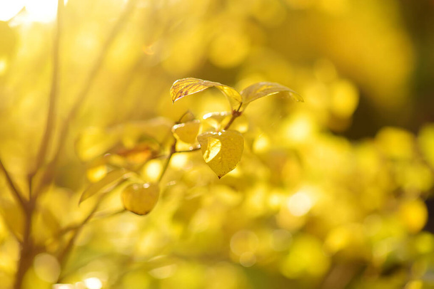 Beautiful golden leaves on a tree branch on bright autumn day - Valokuva, kuva