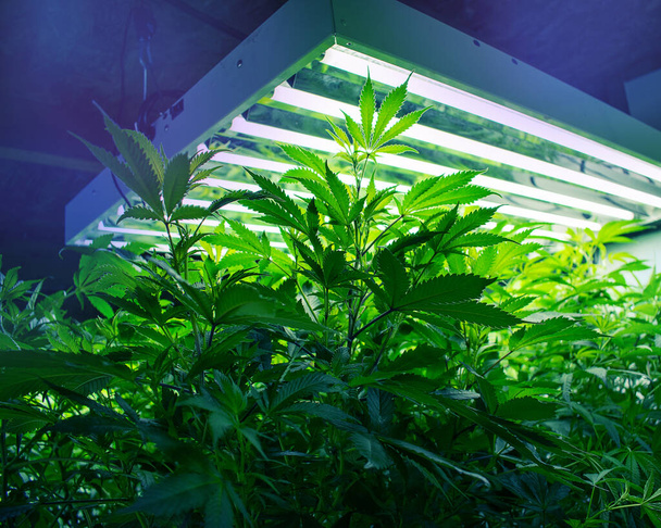 Topfpflanze, Marihuana, die auf der Cannabis-Farm wächst - Foto, Bild