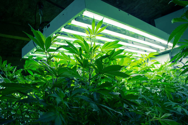 Kannabiszültetvény, marihuána termesztés a Cannabis Farmon - Fotó, kép