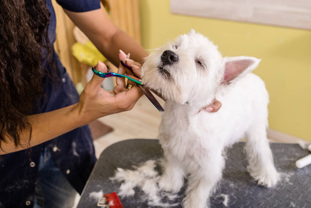 Woman groomer working in salon, making haircut at pet salon. - Photo, Image
