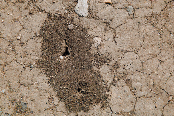 Karınca tepesi kuru ve çatlamış zeminde. Yerdeki karınca deliği.. - Fotoğraf, Görsel