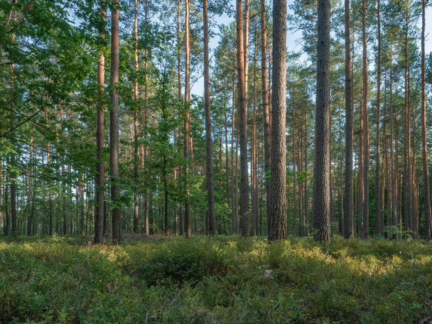 Forest trunks against blue evening sky. Upward view on the coniferous trees of the Lower Silesian Forest. - Photo, Image