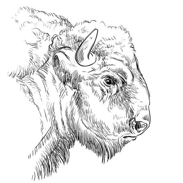 Testa di brutale bisonte mano disegno illustrazione - Vettoriali, immagini
