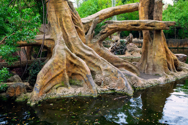 Деревья с огромными корнями в тропическом парке. Тропический фон - Фото, изображение