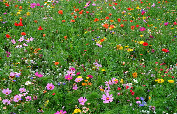 Культивируемый полевой цветочный луг - Фото, изображение