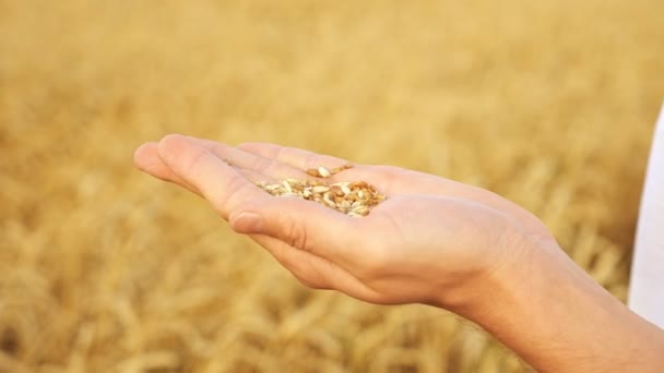 Mans Hände schälen Weizen aus Schalen auf einem Feld in Großaufnahme - Filmmaterial, Video
