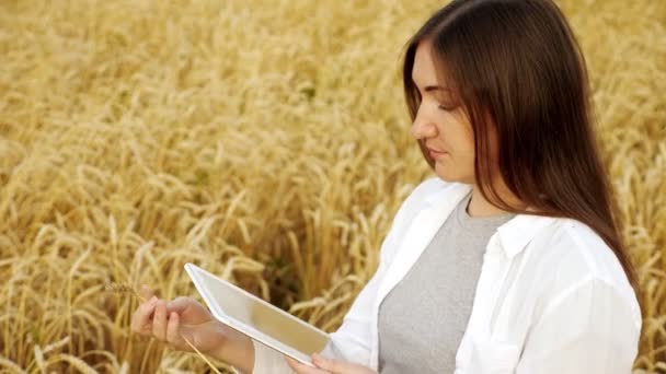 Woman examines ear of ripe wheat and types text on tablet in field - Filmati, video