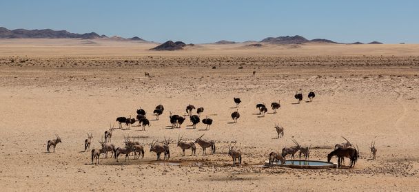 έρημο waterhole - Φωτογραφία, εικόνα