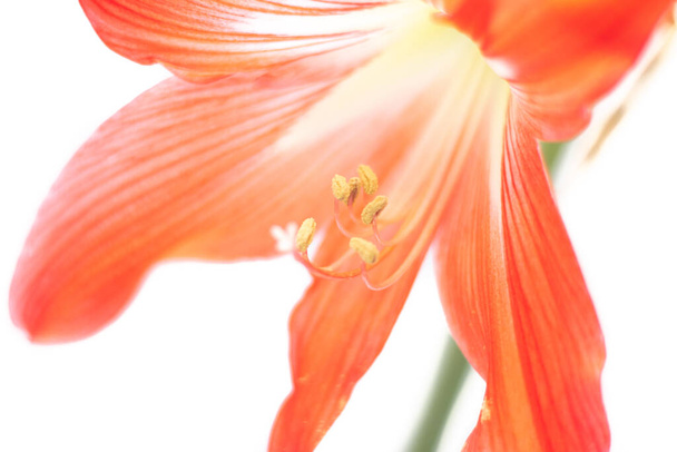 Хіппеаструм червона квітка. Ізольована квітка на білому тлі. Домашня квітка. Прекрасна рослина. Цвітіння
 - Фото, зображення