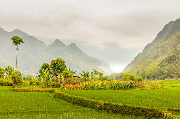 A farm with rice fields in a idyllic valley in beautiful light, Mai Chau, Vietnam. - Photo, Image