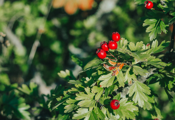 Red ripe berries of hawthorn branches with dark green leaves. Autumn harvest of medicinal plants. Small aperture, blurred background - Foto, Imagem