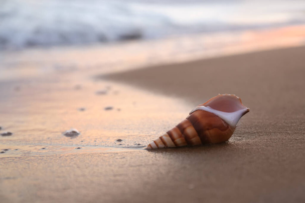 Beautiful seashell on sandy beach in morning. Space for text - 写真・画像