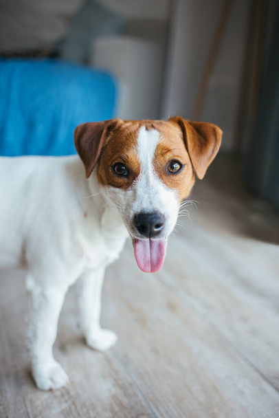 Cachorro adorável Jack Russell Terrier em casa, olhando para a câmera. Retrato de um cãozinho. - Foto, Imagem