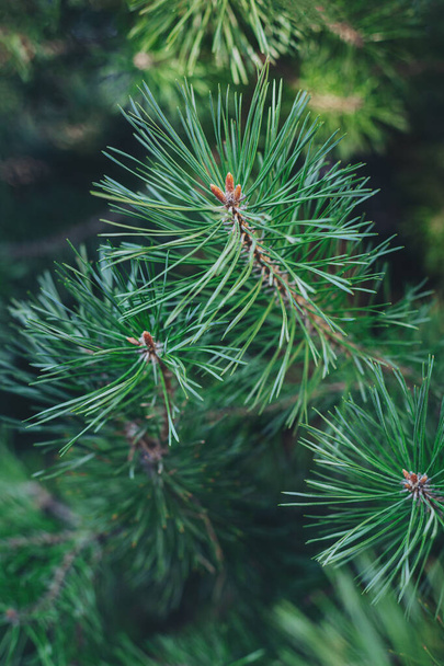 Fluffy dennenboom tak. Kerst achtergrond, behang. Close-up. - Foto, afbeelding