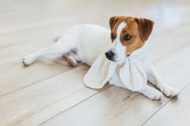 Adorable cachorro Jack Russell Terrier en bufanda de punto blanco, acostado en un piso de madera en casa. Retrato de un perrito. - Foto, imagen