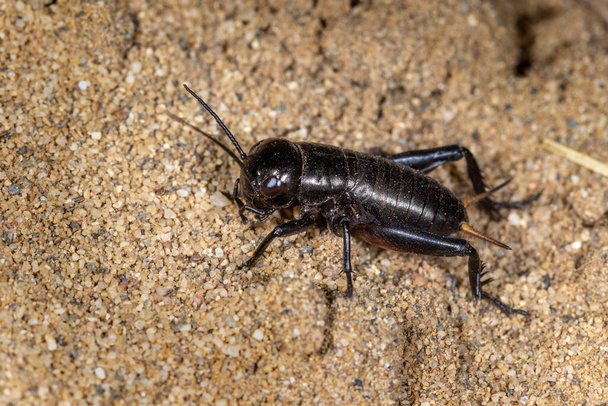 The cricket (Gryllus campestris) on the sand - Photo, Image