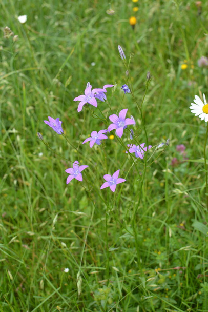 Campanula patula pianta da fiore selvatica, bellissimi fiori di campanula viola in fiore sul prato verde - Foto, immagini